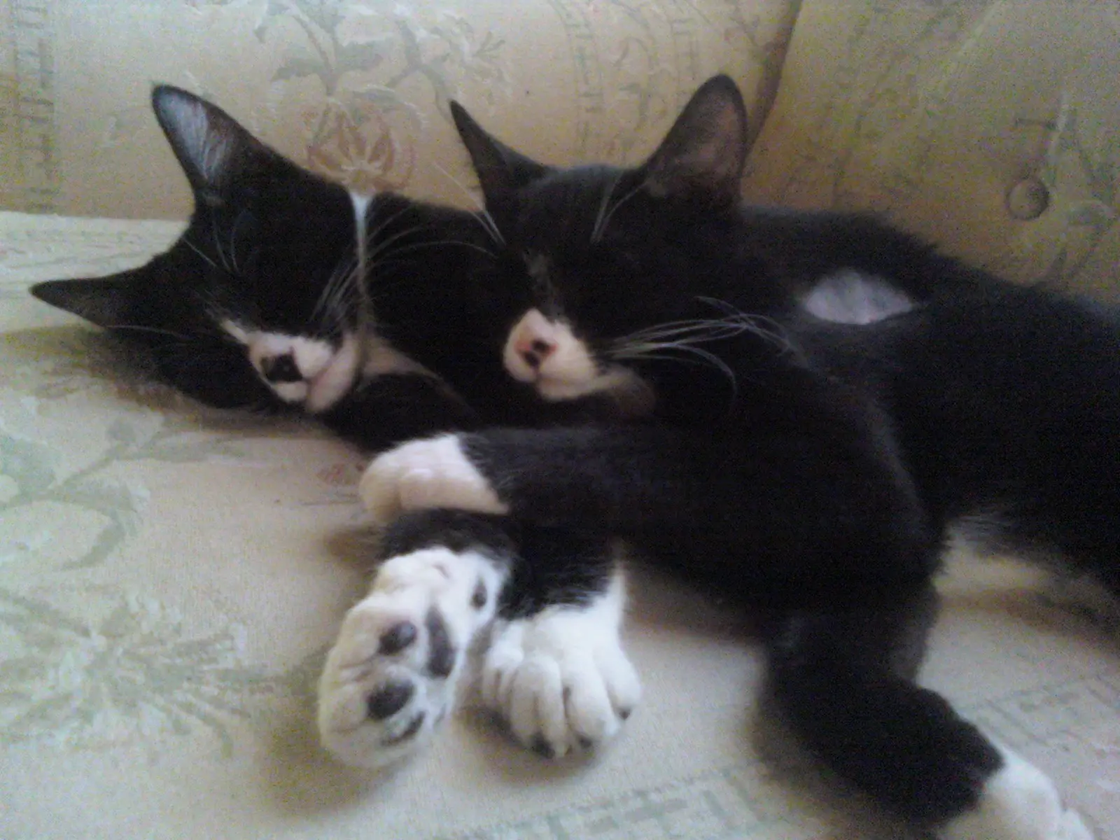 sylvester&Lea